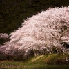 『桜始開』   