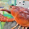 【滋賀県】草津市、『琵琶湖博物館』に行ってきました。　