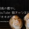 【最高の癒やし】YouTubeの猫チャンネル おすすめ5選