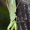 カマキリ御長寿、記録更新