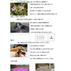 浦安市高洲小学校に芝桜花壇を作成