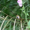 キバネダルマエナガ(Golden Parrotbill)