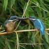 巣立った幼鳥が増えました