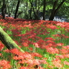 被災者の皆様への応援花　（ 巾着田：百万本の曼珠沙華 ）