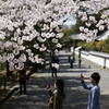 二人で撮る桜