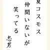 夏コスモス 仲間いないが 笑ってる