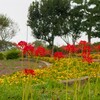 霞ヶ浦総合公園の彼岸花（土浦市）～つくば市とその周辺の風景写真案内（１１６２） 