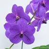 美しい洋ランの花_その2