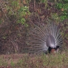 マクジャク Green Peafowl