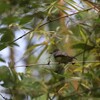 シロハラオオヒタキモドキ(Brown-crested Flycatcher)