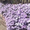 酒まんじゅう・・・