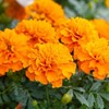 名前が直球すぎる！【埼玉県の花の名所】