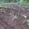 トマト２種を畑に定植