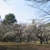 小金井公園　梅祭り（東京都小金井市）