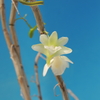 Dendrobium  sp.   Kalimantan産