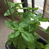 バジル 葉っぱが尖ってきた？ 《97日目》