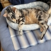 猫、子供達の声が苦手