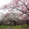 静かに桜を楽しめる穴場スポット！山梨県森林公園金川の森「さくらの森」の見頃は？2025年開花状況をご紹介｜アクセス、駐車場、所要時間（山梨県笛吹市）