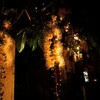 【サガリバナ】夜に咲く美しい花と言ったら・・・＠沖縄
