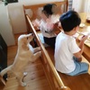 大型犬のいる暮らし～ゴールデンレトリーバーと子どもたち～