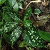 Aglaonema pictum”ちゃんぷーる”BNN from Sibolga timur【AZ0721-1c】