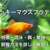 ミッキーマウスプラティの飼育方法！餌・混泳・繁殖・寿命徹底解説！