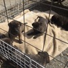 子犬が生まれました。