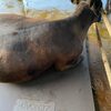 【牛飼い】牛床にゴムマット敷いてみた！