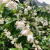 空木と小紫陽花の香り