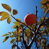 「野菜です。月曜日です」