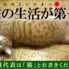 猫画像まとめ～猫党