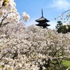 【京都】【御朱印】『仁和寺』に御室桜を見に行ってきました。京都観光 そうだ京都行こう 京都桜