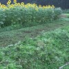 ポールヘッジトリマーで斜面の草刈りに挑戦！🌿