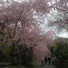 京都の穴場　植藤造園の桜