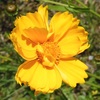 道端の花11