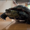 🥚で産む事って本当大変だよね💦🐢しゅうこ🌼さんの産卵