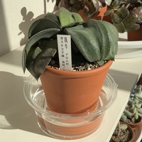 2月1日の臥牛。水やりしていたようす。多肉植物との出会いの思い出など。