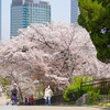 大阪城公園で桜を撮る