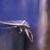 タガメ Lethocerus deyrollei