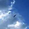 鳥に憧れて☆（徒然なる独り言）