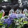 梅雨のお散歩：紫陽花を見に白山神社へお散歩