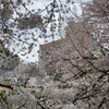 散りゆく桜とか、18,000歩とか