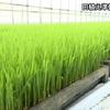 田植え準備　稲の種まき（熊本）