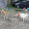 クリンを写真で偲んで・・・226日目