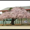 見川小学校のしだれ桜・・