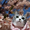 【猫の雑学】猫は高いところが大好き！高いところへ登る理由【猫画像まとめ】