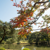 六義園の紅葉