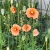 阪神西宮｜スギ薬局の北側に咲くナガミヒナゲシの花