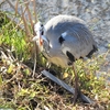 鳥撮散歩　採餌するアオサギとカイツブリ