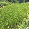 田んぼを守る。空飛ぶ案山子発見！？：自転車散歩：ポタリング